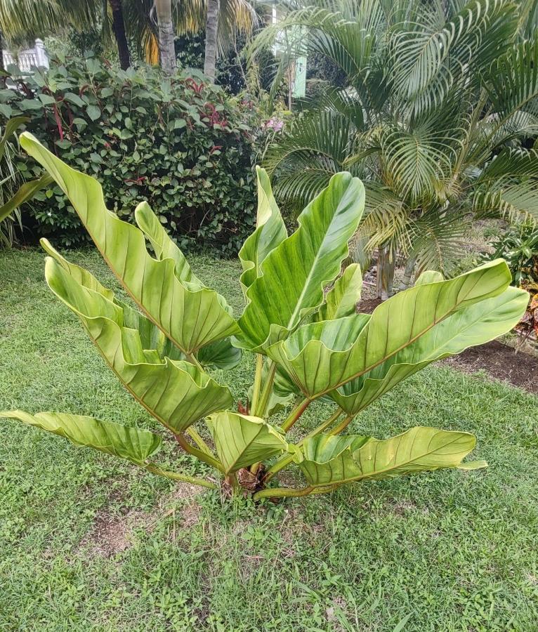 Bencastle Villa Gros Islet Eksteriør bilde