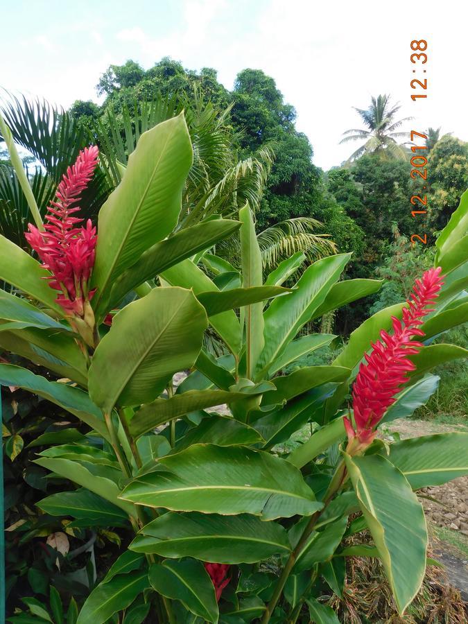 Bencastle Villa Gros Islet Eksteriør bilde